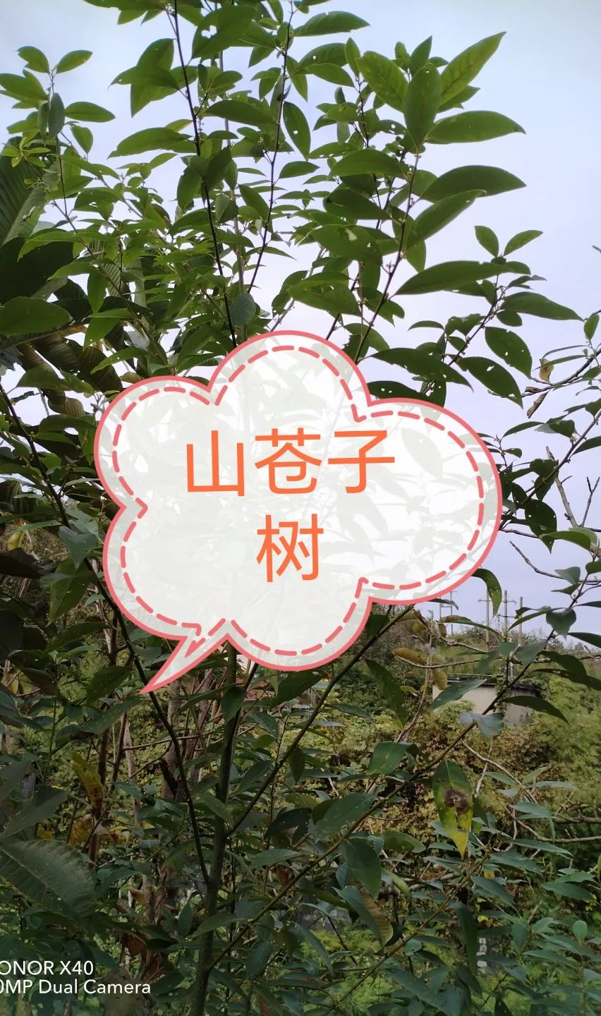 DƬ